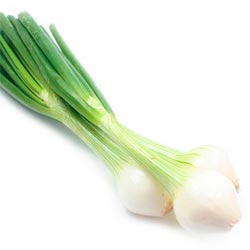 Cebolleta