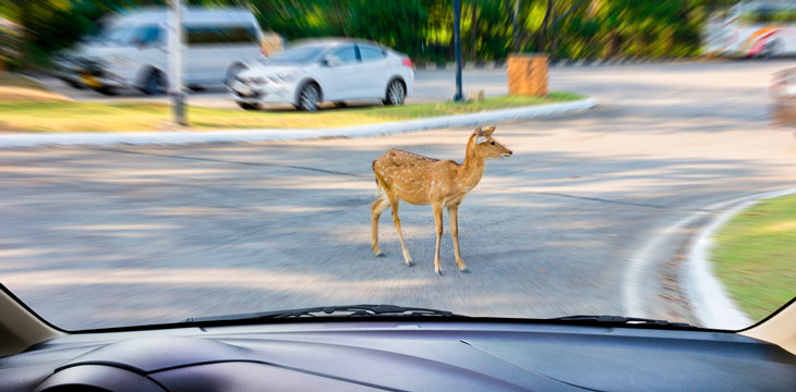 Ciervo joven dentro de la calzada