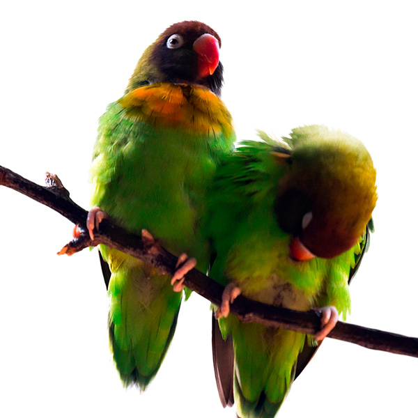 Agapornis nigrigenis