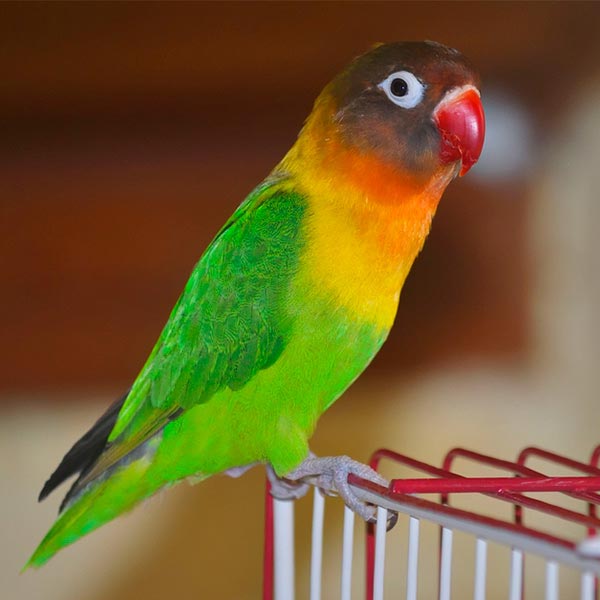 Agapornis personatus