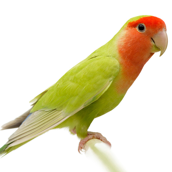 Agapornis roseicollis