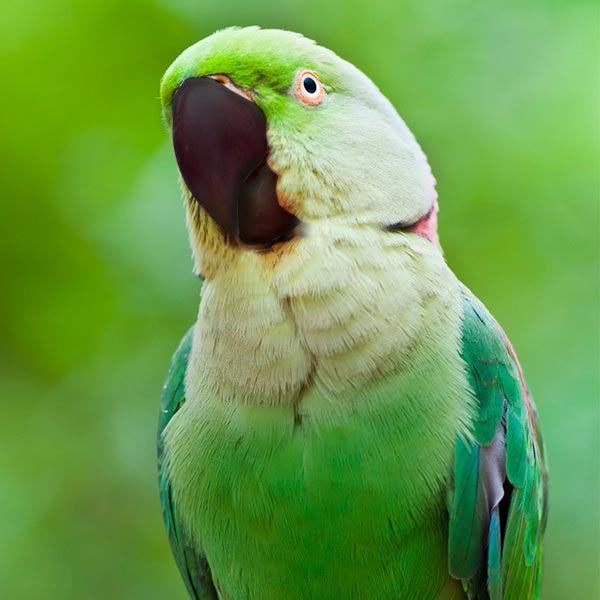 Agapornis swindernianus