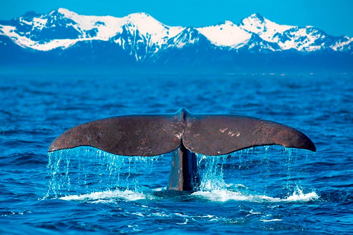 Safari de ballenas en el Ártico Safari de ballenas en el Ártico