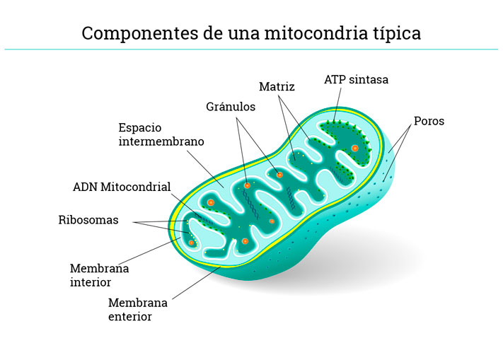 Estructura mitocondrial