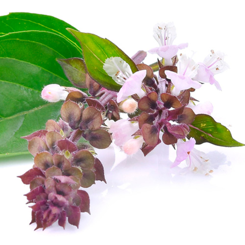 Flores de albahaca o tomillo