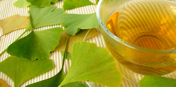 Ginkgo biloba