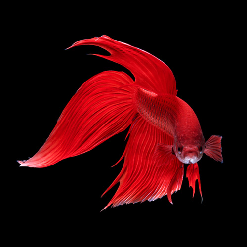 Pez Betta cola de velo