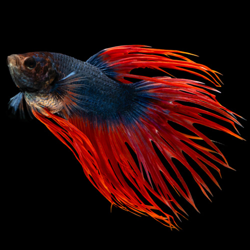 Pez Betta cola de corona
