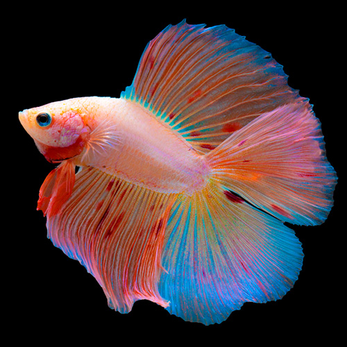 Pez Betta doble cola