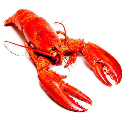 Bogavante