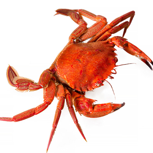 Buey de mar