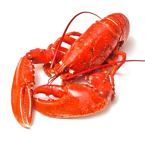 Langosta