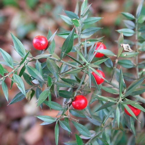 Ruscus