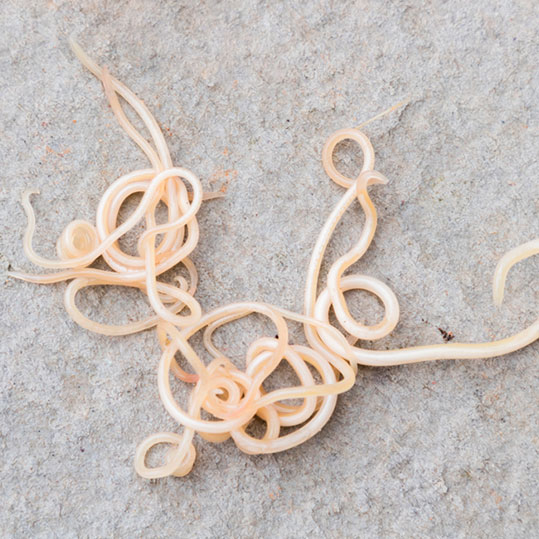 Gusanos causantes de toxocariasis