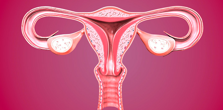 El útero, ese órgano capaz de aumentar más de 500 veces su capacidad