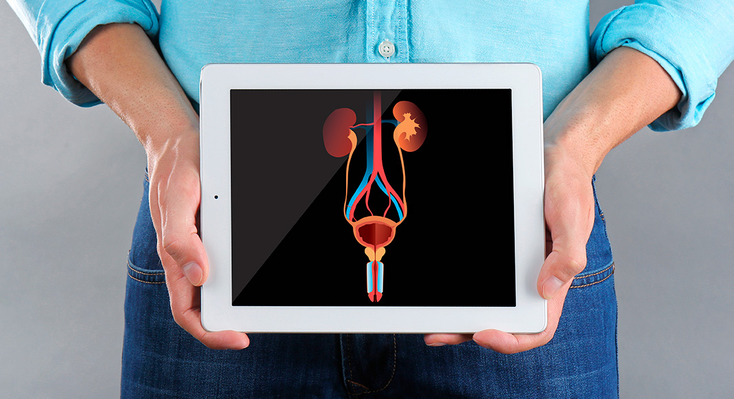 Gráfico del aparato genital masculino