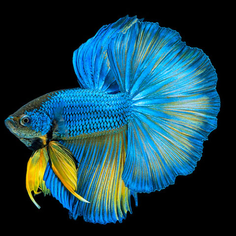 Pez Betta media luna