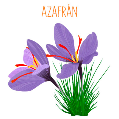 Ilustración del azafrán