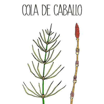 Cola de caballo