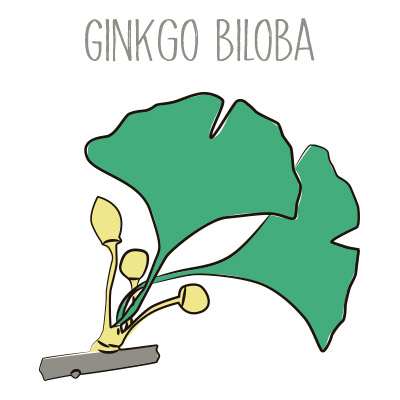 Ginkgo biloba