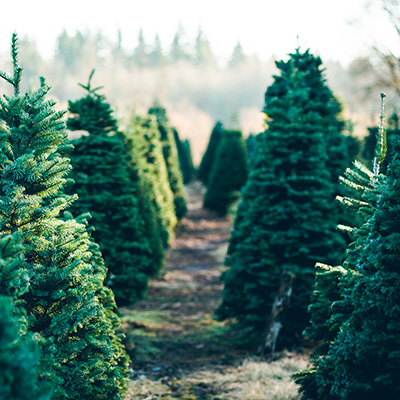 árbol de navidad natural