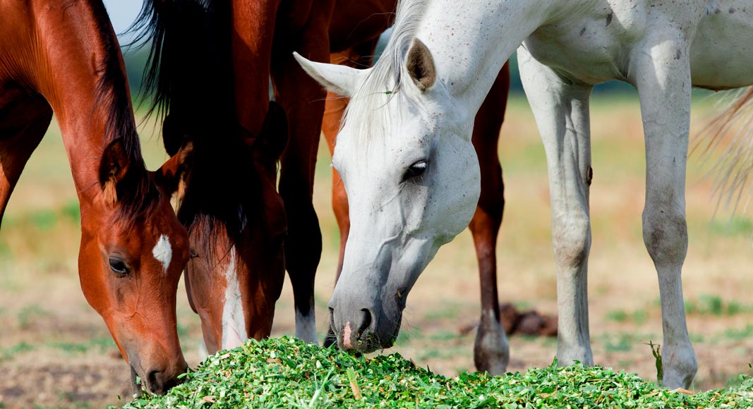 Alimentación caballo árabe