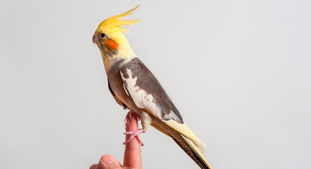 Cacatua ninfa