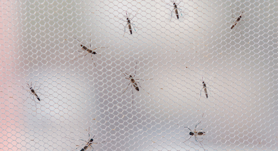 Mosquiteras para prevenir zika