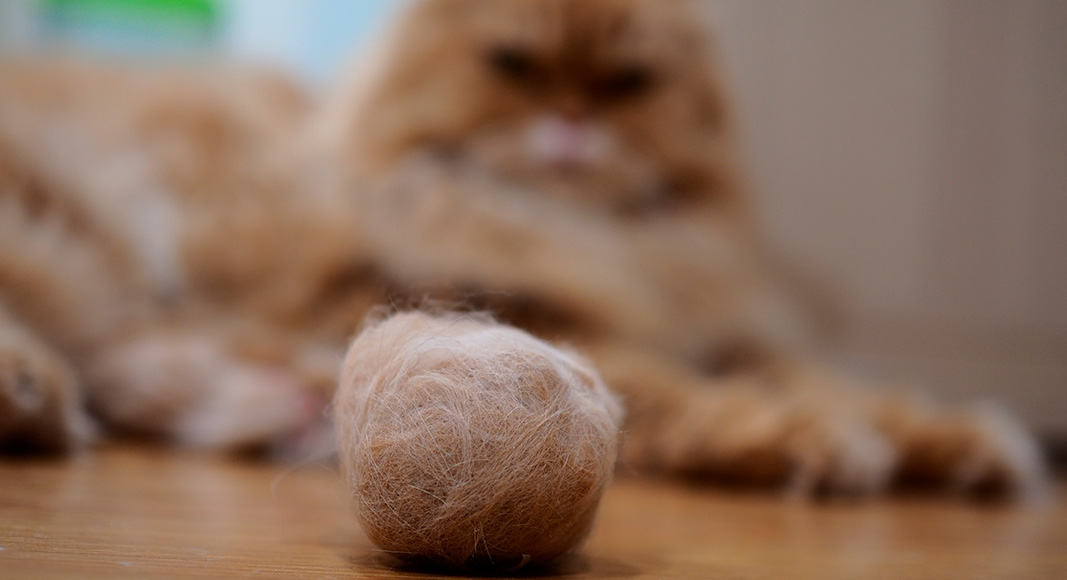 Nudos de pelo de gato