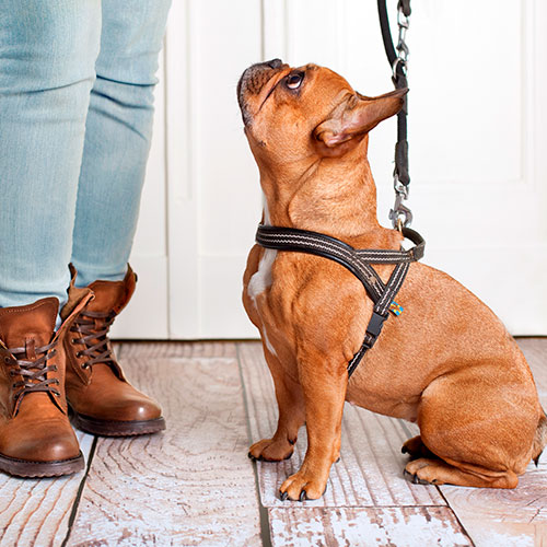 Cambiarse de ropa eximir mimar Cómo elegir la correa adecuada para tu perro: tipos y consejos