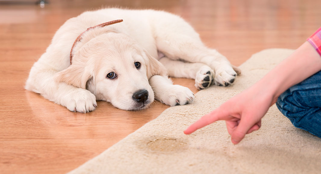 Hombre regañando a su perro