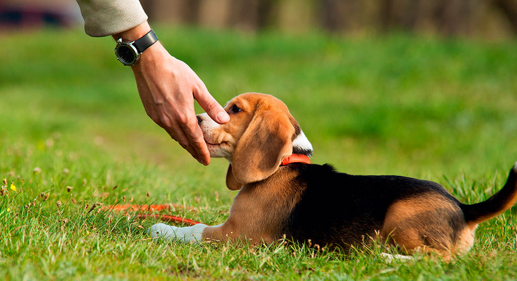 Hombre tocando su perro