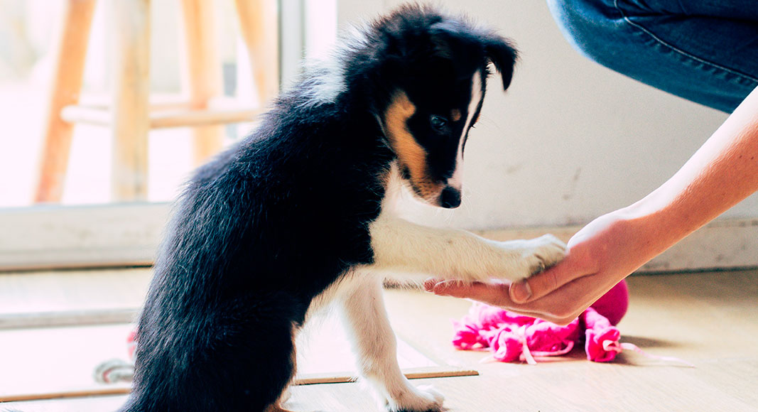 Perro dando la mano a su dueño