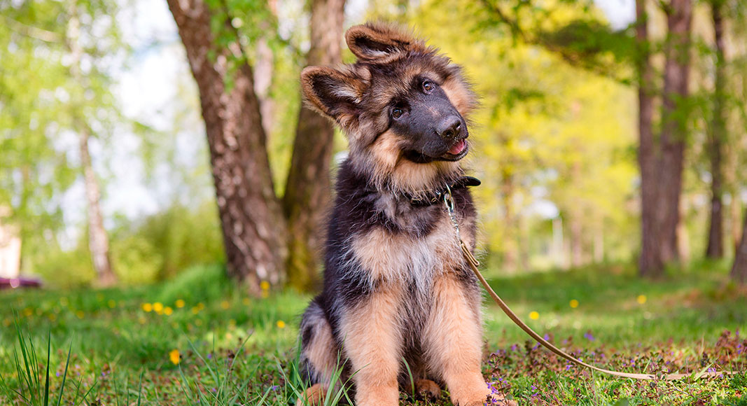 Perro tratando de entender a su dueño