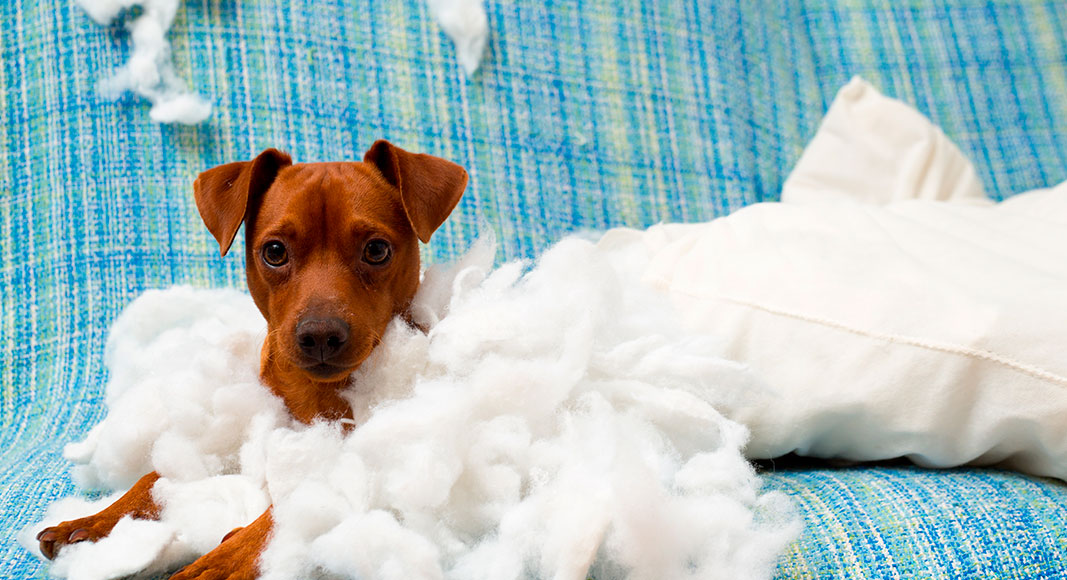 Cachorro destrozando el sofá
