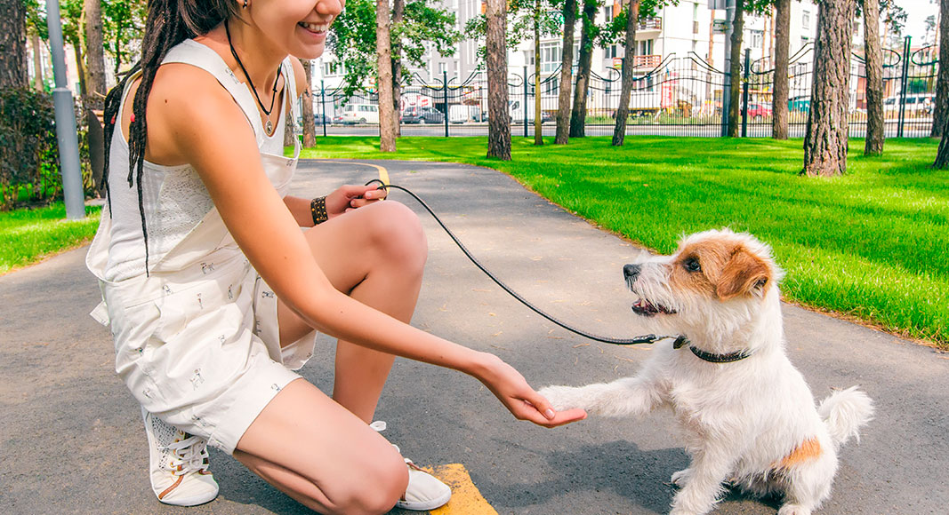 Mujer estimulando a su cachorro mediante juegos