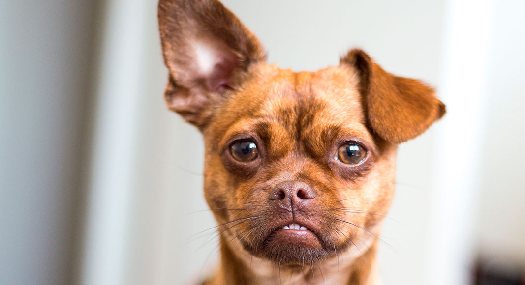 Cuidado del oído en el perro