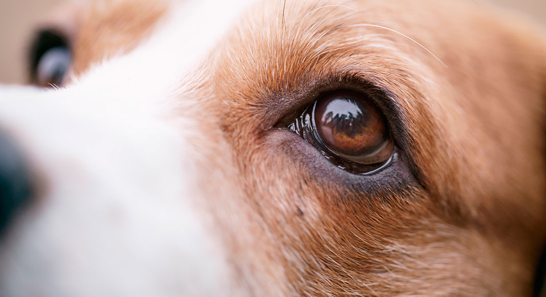 Cuidado de la vista en el perro