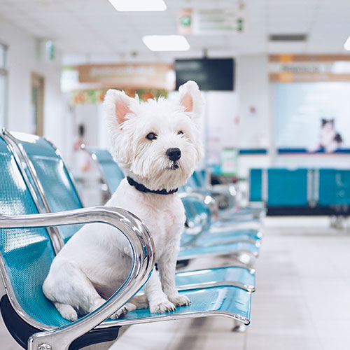 Cercanía al domicilio