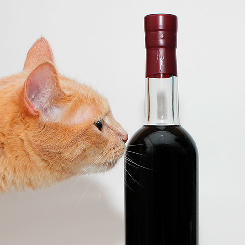 Alcohol