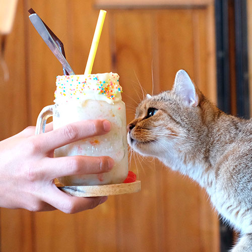 Batidos no recomendados para los gatos