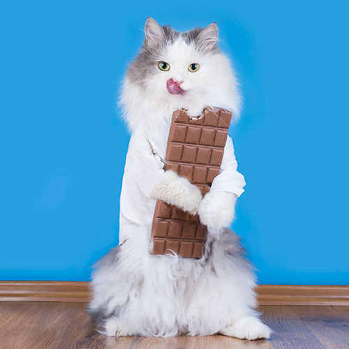 Chocolate