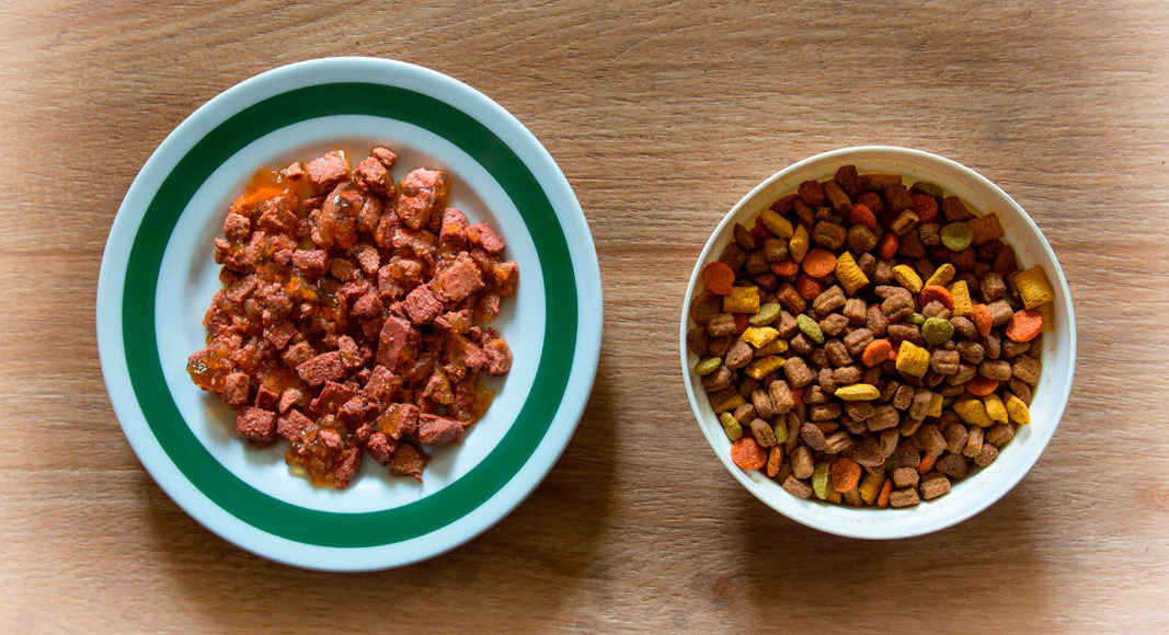 Comida gatos