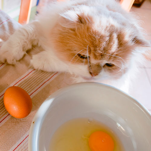 Huevos crudos no recomendados para los gatos
