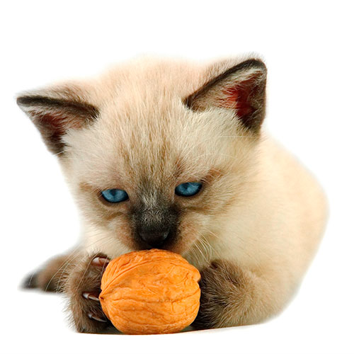 Nueces