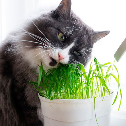 Plantas tóxicas