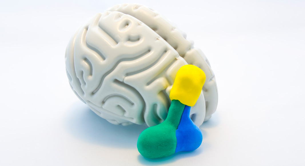 El hipotálamo y la hipófisis