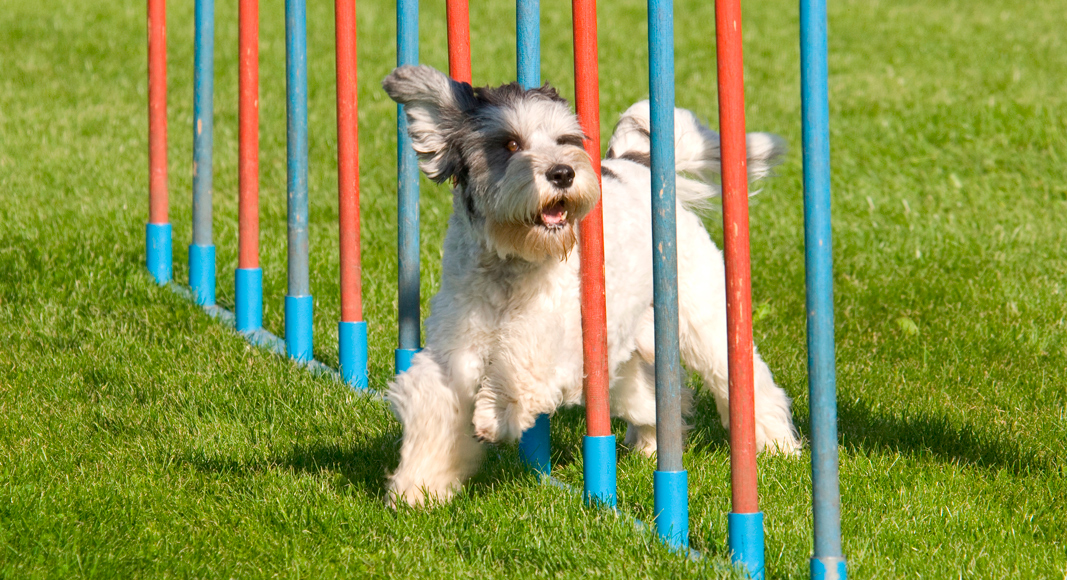 Qué nos ofrece el educador canino