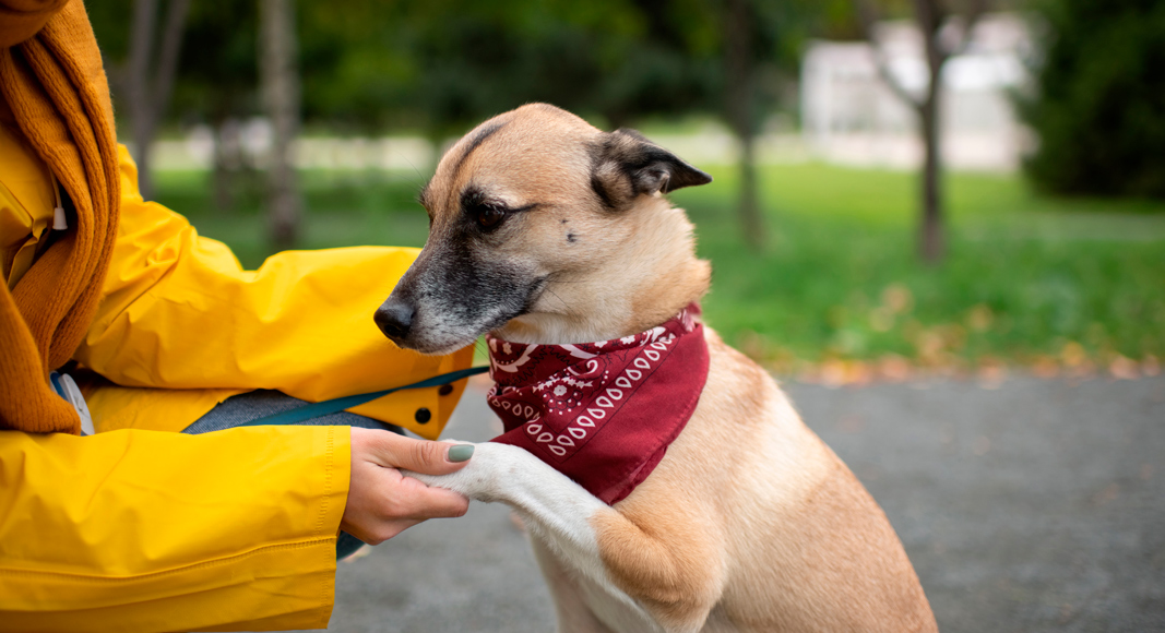 Adiestramiento canino en casa