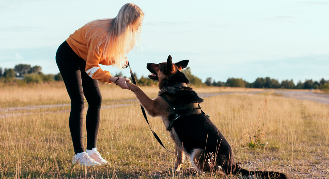 Método educativo del entrenador canino
